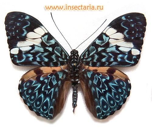 Гамадриада амфинома (Hamadryas amphinome) - широко распространённая бабочка из Южной и Центральной Америки.